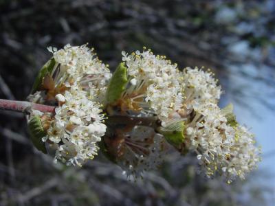 This plant has been used for soil erosion on hillsides !!!!