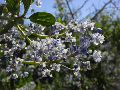 Calif IiIac Ceanothus ssp. Part of Buckthorn family