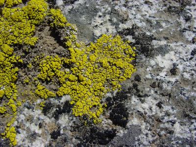 A moss growth that has dired out on rocks ??? Maybe