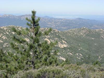 Looking west at coast frog !!!!