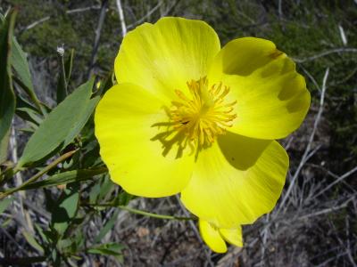 Bush Poppy Sometimes called tree poppy