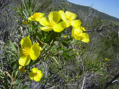 RoughWheeler's run for April 28 - 30,06 to Corral Canyon