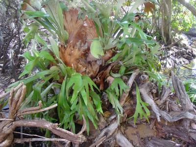 I love staghorn plants like this !!!!!