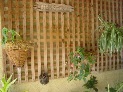 Lion's like to live in jungle's and this is part of mine !!!!