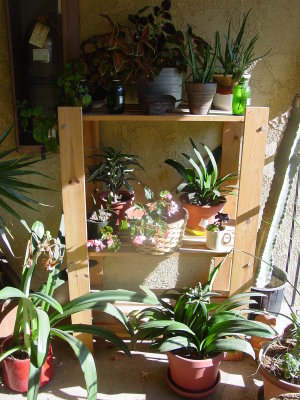 Out door plant stand !!!