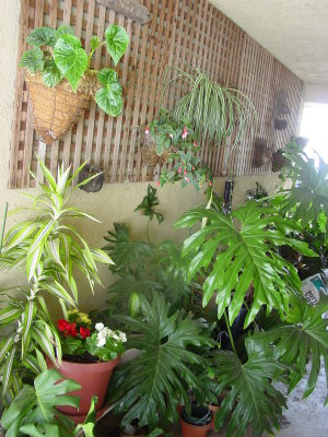 Yes Yes I am plant crazy , !!!!!