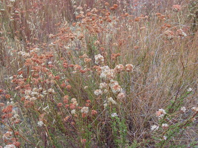  Hillside's filled with dryed flowers !!!