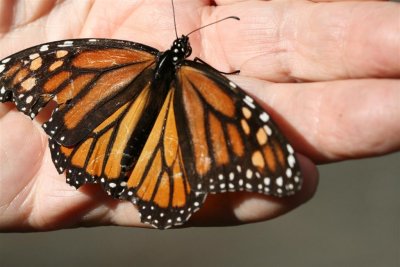 Female monarch in hand of docent .