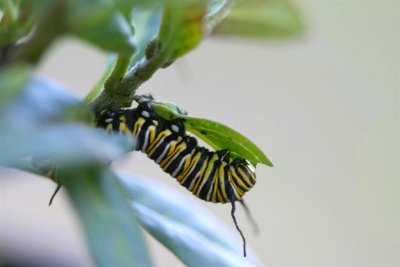 Monarch caterpllar on milkweed plant !!