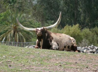 Big Horns