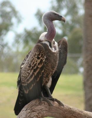 Vulture