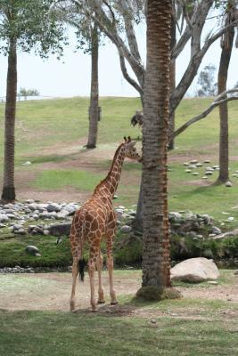 Young Giraffe