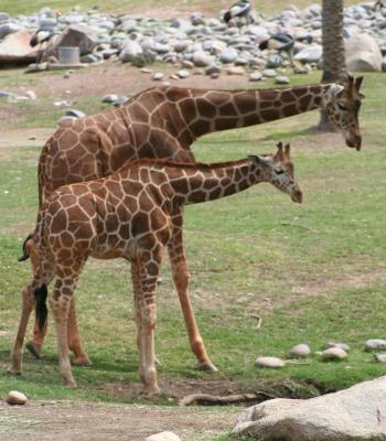 Mother & Young Giraffe