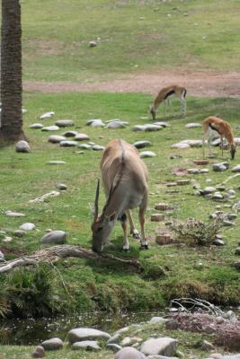 Antelope