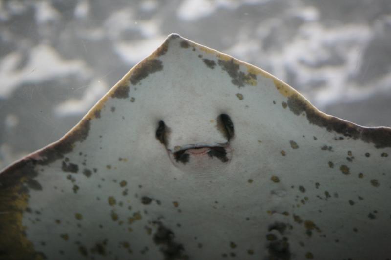 Smile please