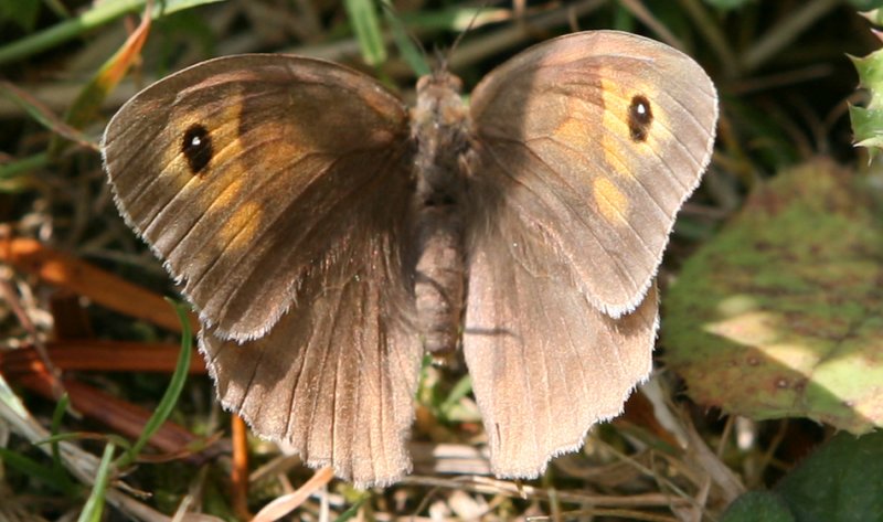 Meadow Brown