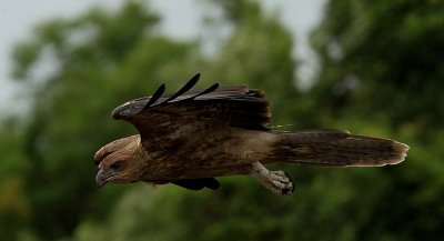 Adelaide River Kite