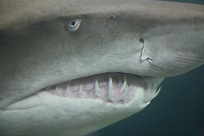 Close encounter