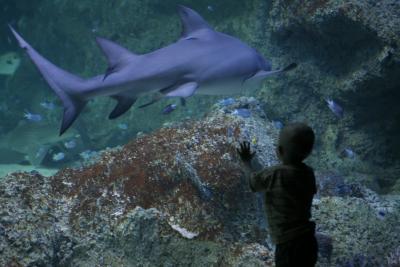Sydney Aquarium