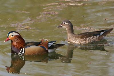 Mandarin ducks in Zizhuyuan (Purple Bamboo Park)