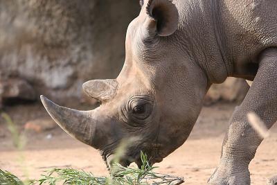 Rhino