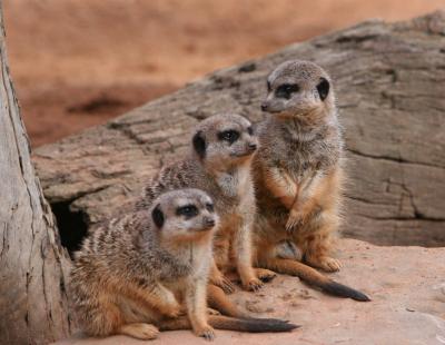 Meerkats
