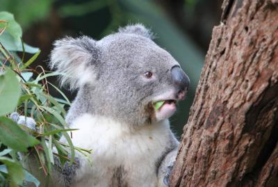 Koala