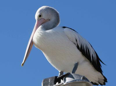 Pelican at Nelson Bay