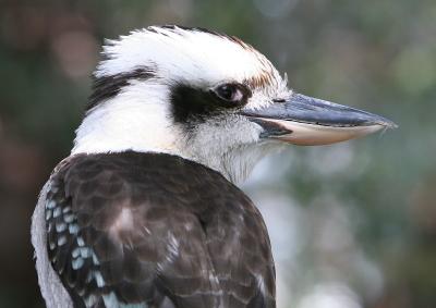 Kookaburra