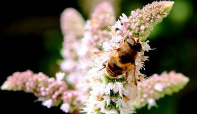 Unknown species of bee