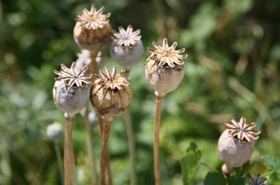 Poppies