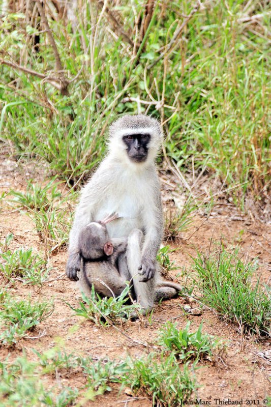 Parc Kruger