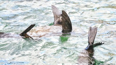 Houtbay - l'ile aux Phoques