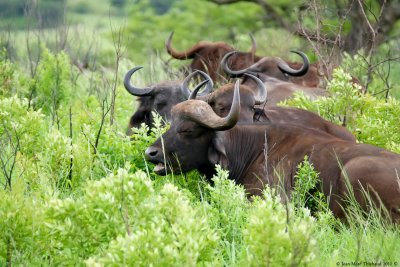 Hluhluwe - Imfolozi Park