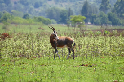 Milwane Nature Reserve