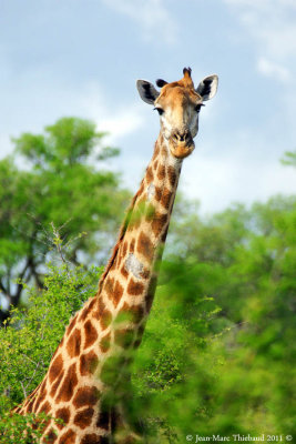 Parc Kruger