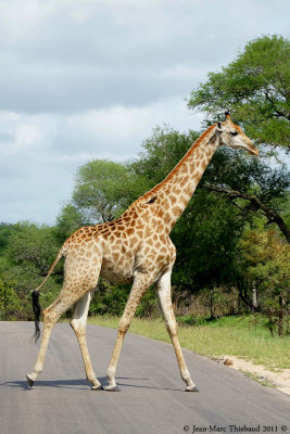 Parc Kruger