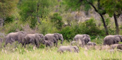 Parc Kruger