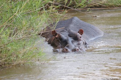 Parc Kruger