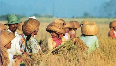 rice harvest, western Bali