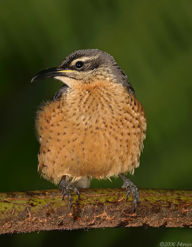 Victorias Riflebird (duwuduwu) female