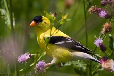 American gold finch