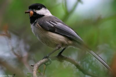 Black-capped chickadee (with a spider ;-) )