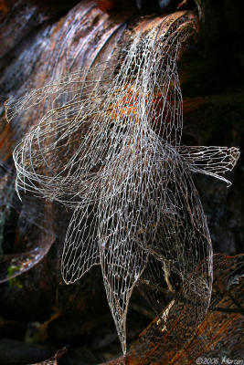 decomposing epiphytic fern