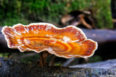 forest mushroom