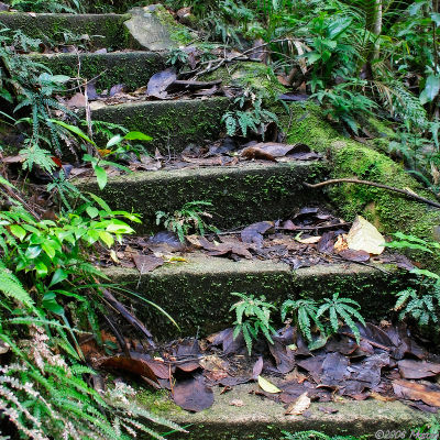stairs into the jungle - Eungella NP