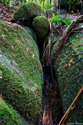 moss covered boulders - Eungella NP