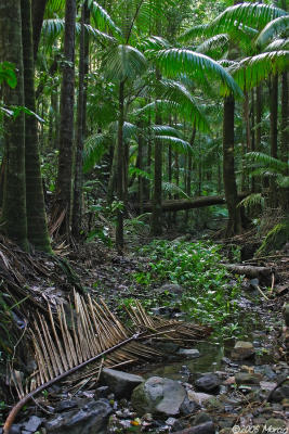 jungle - Eungella NP