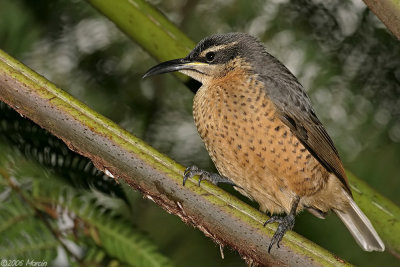 Victorias Riflebird (duwuduwu) female