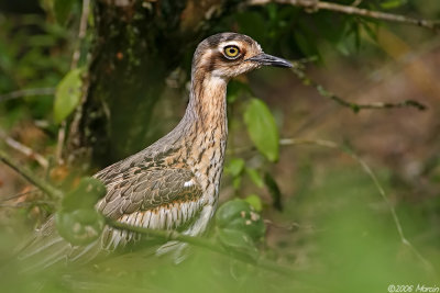 Bush Stone-Curlew